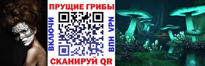 блэк спрут зеркало  Волхов  Галлюциногенные грибы Psilocybe 