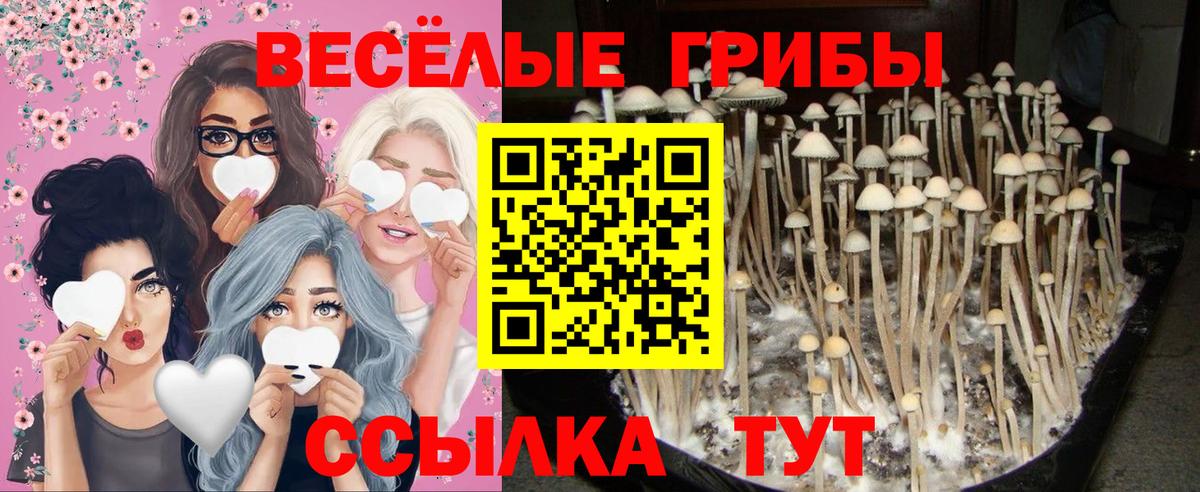 Галлюциногенные грибы Magic Shrooms  что такое наркотик  Волхов  Галлюциногенные грибы Psilocybine cubensis  Вход с VPN 